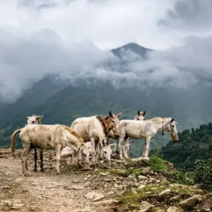 EVEREST TOUR PACKAGE