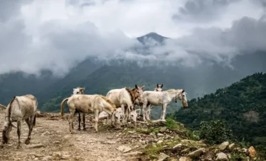 EVEREST TOUR PACKAGE