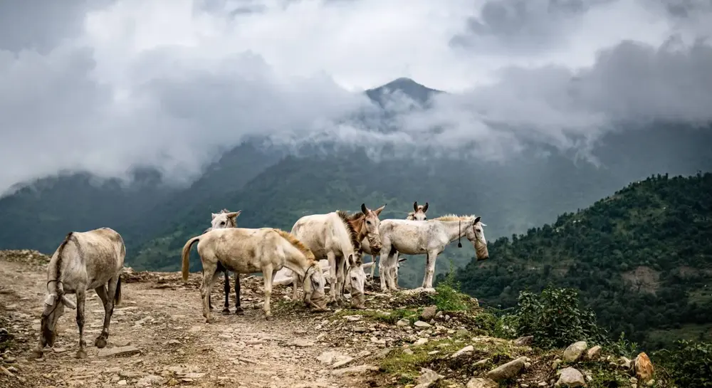 EVEREST TOUR PACKAGE