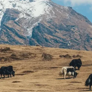 EVEREST TREKKING TRAIL