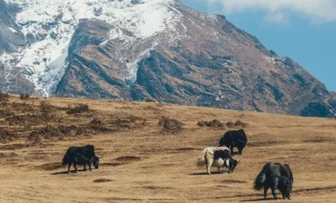 EVEREST TREKKING TRAIL